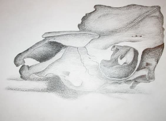 A pencil drawing of an animal skull in side view with detailed shading and a cast shadow.