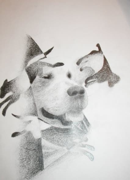 A pencil drawing of a dog with a collar, surrounded by fragmented shapes and repeated details.